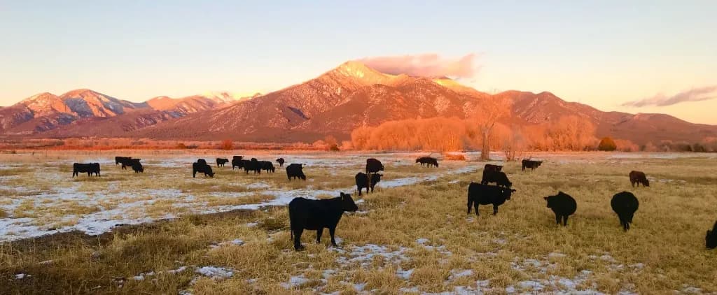 Cattle grazing on the Pacheco ranch at sunrise